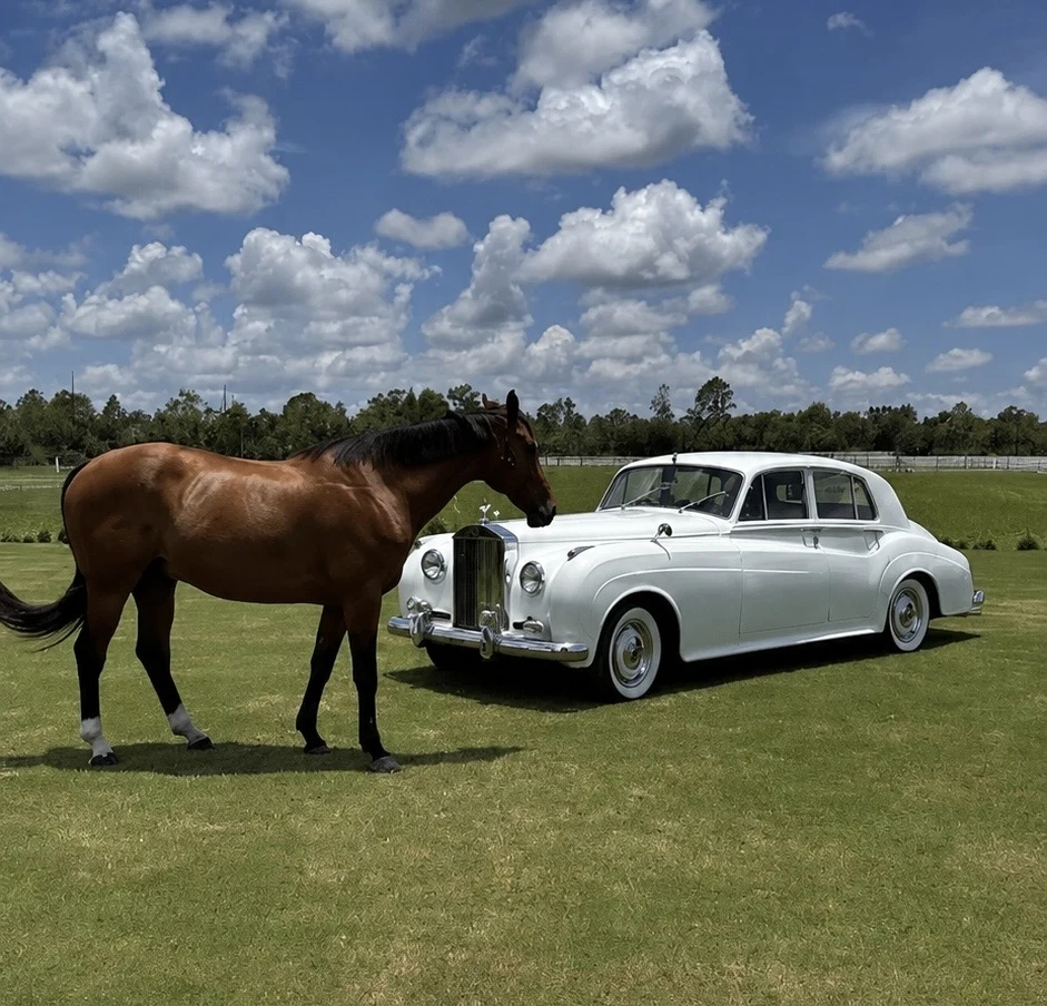 Vintage white Rolls-Royce Silver Cloud II wedding transportation beside a chestnut horse in a Naples Florida pasture Vintage white Rolls-Royce Silver Cloud II wedding transportation beside a chestnut horse in a Naples Florida pasture